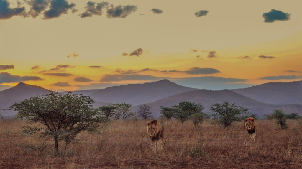 Lions on Safari