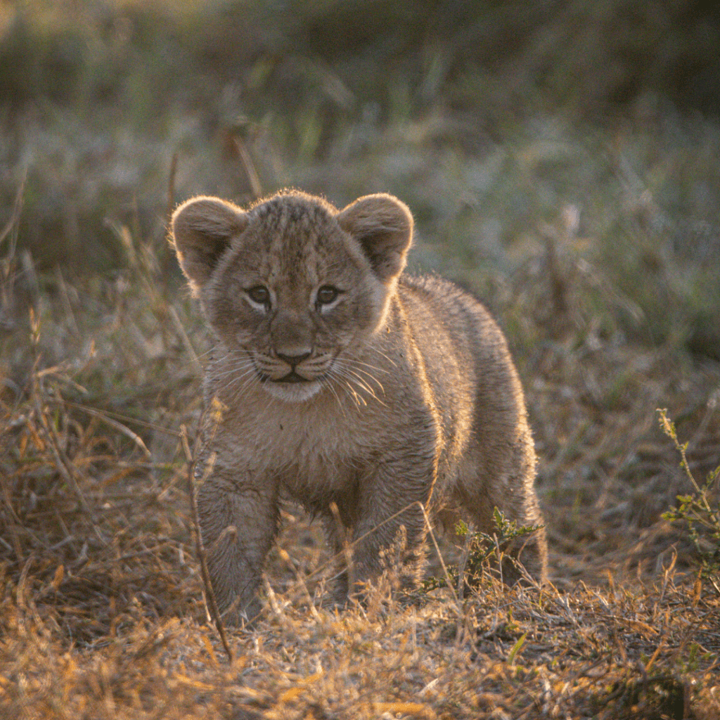 Lion Cub