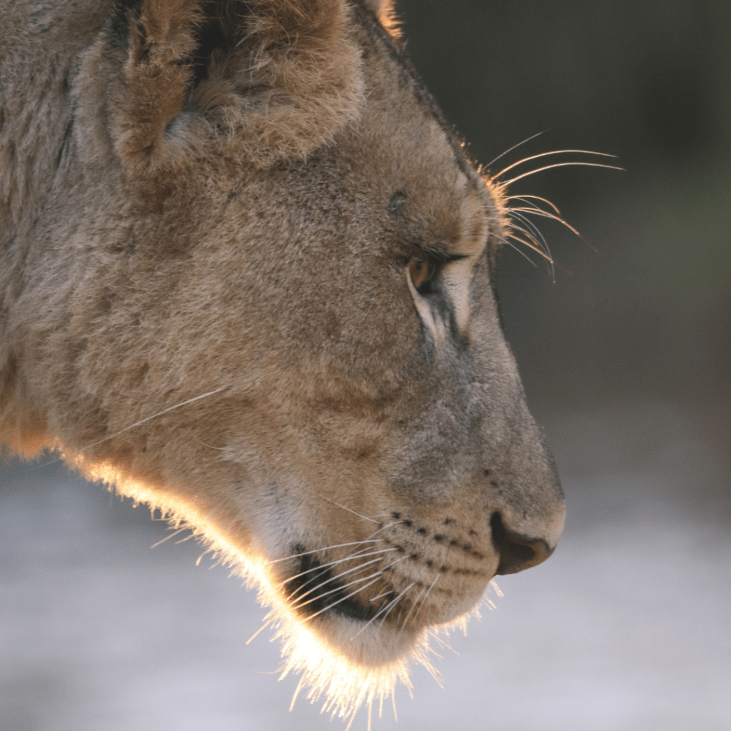 Lioness