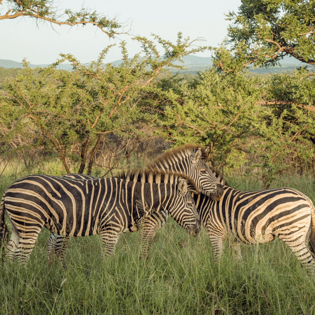 Animals of Manyoni