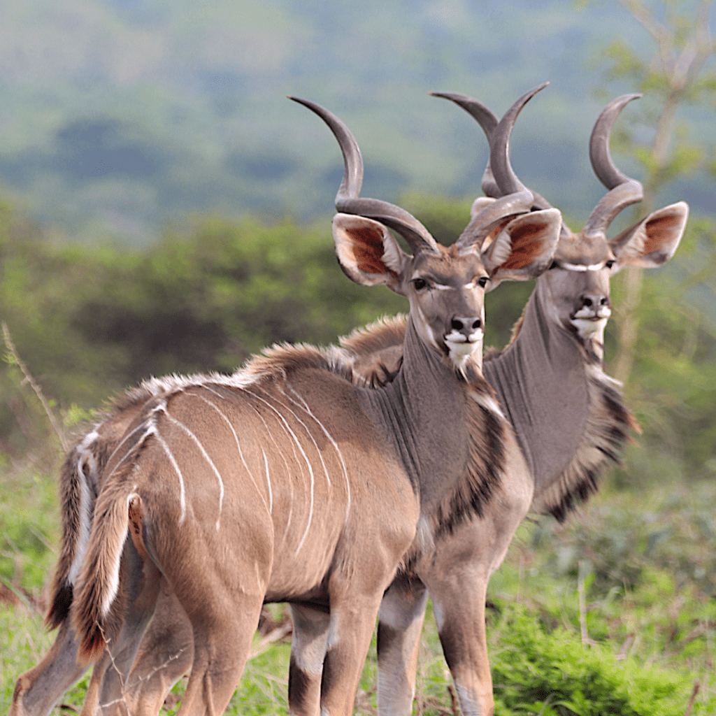 Kudu in Manyoni