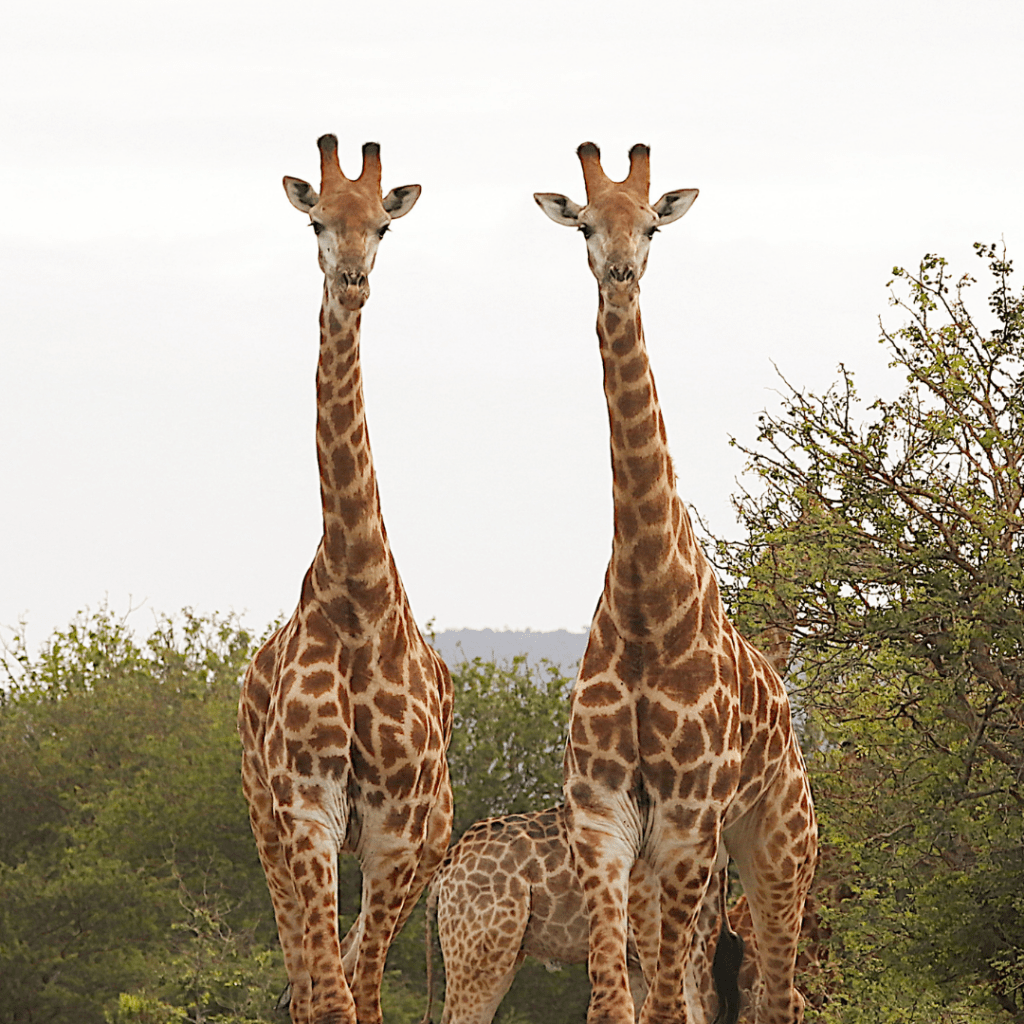 Giraffe in Manyoni
