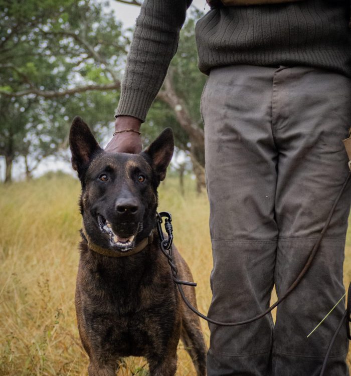 manyoni private game reserve conservation activities - k9