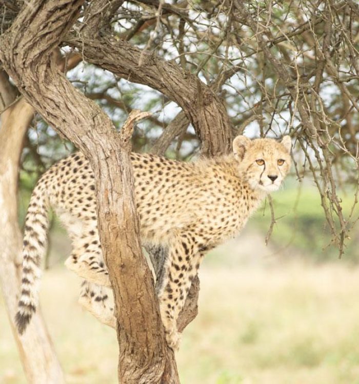 manyoni private game reserve - cheetah
