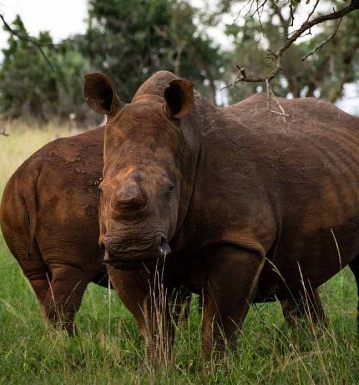 manyoni private game reserve - thino