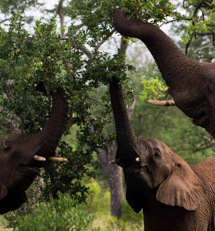 Experience - elephant louis fourie