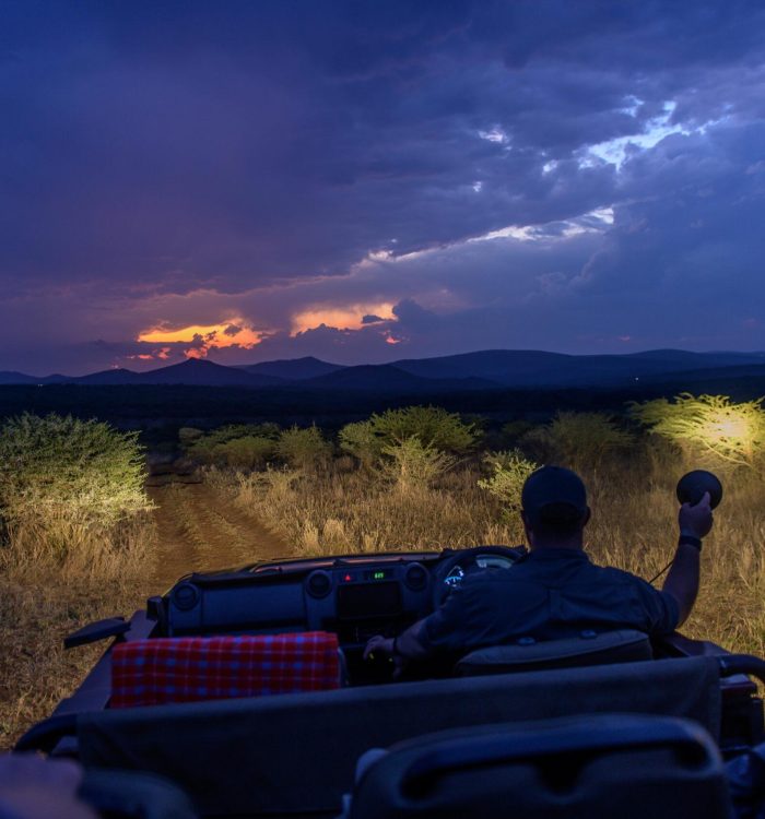 Experience - game drive night