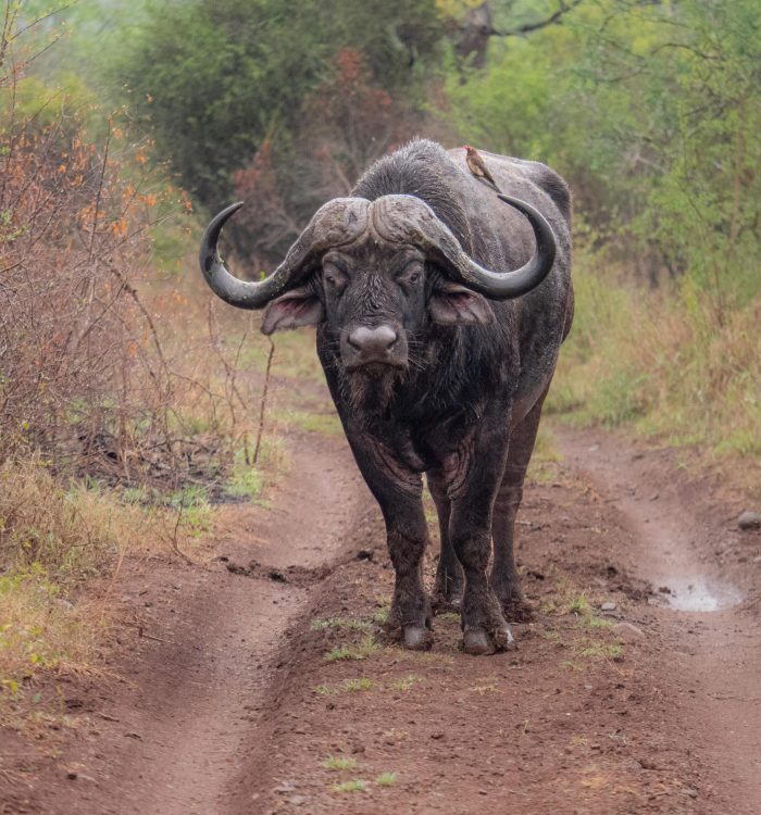 manyoni private game reserve - buffalo