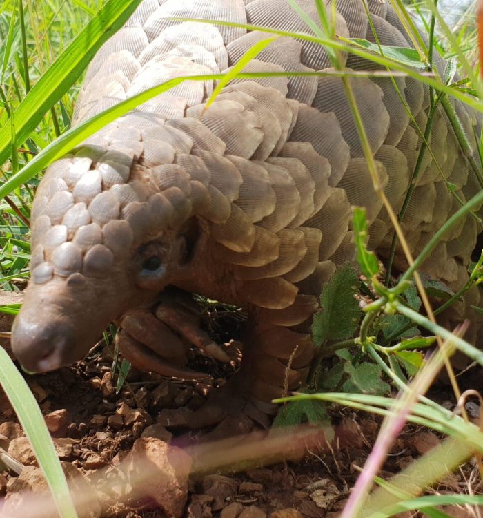 manyoni private game reserve conservation activities - pippa